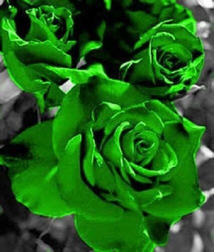 5 Green Rose Rosa Bush Shrub Perennial Flower Seeds Flat Sh Ebay