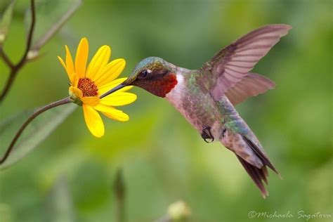 Pin On Spring Yellow Hummingbirds Photography Hummingbird Pictures