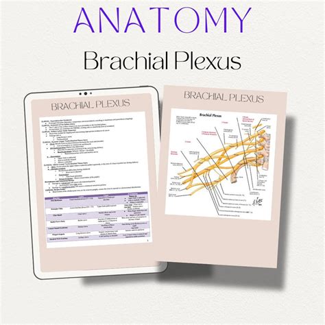 Anatomy Brachial Plexus Study Guide Notes Medical School Digital Prints