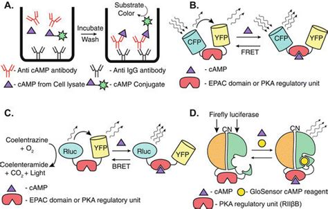 Principles Of Commonly Used Camp Assays A A Colorimetric Competitive