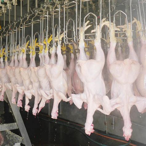 Halal Chicken Poultry Slaughter Equipment Chicken Slaughter Processing