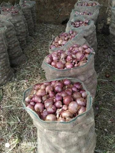 A Grade Red Fresh Onion Gunny Bag 60 At Rs 28 Kilogram In Davanagere