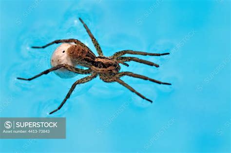 Wolf Spider Walking On The Water Of A Swimming Pool France Superstock