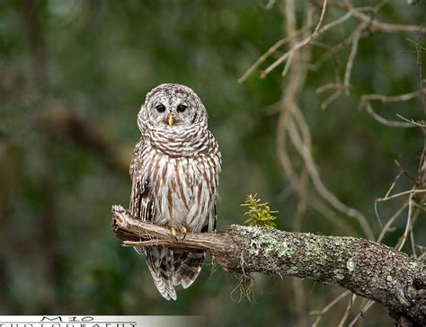 Barred Owl Barred Owl Owl Nature Photography