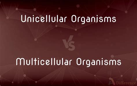 Unicellular Organisms Vs Multicellular Organisms — What’s The Difference