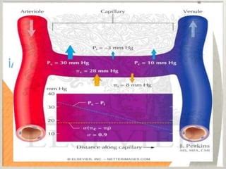 Starling forces | PPT