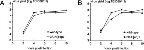 Single Cycle Growth Curves Of The Wild Type CVB3 Virus And The Mutant