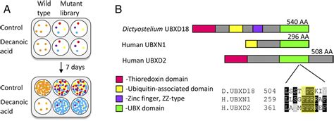 Decanoic Acid Inhibits MTORC1 Activity Independent Of Glucose And