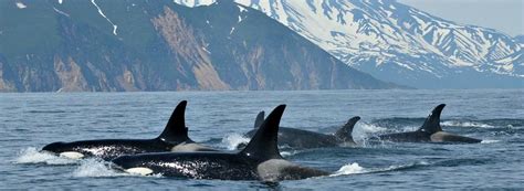 Nature Canada – Species spotlight: Orca