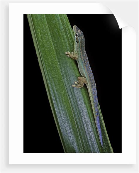 Phelsuma Cepediana Blue Tailed Day Gecko Posters And Prints By Corbis