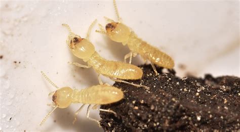 Termite Larvae Identification