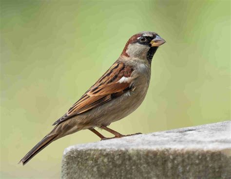 old world sparrow - All Bird Species