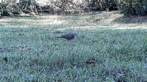 Chim Cu Gay Moi Can Ban Xin Lh Youtube