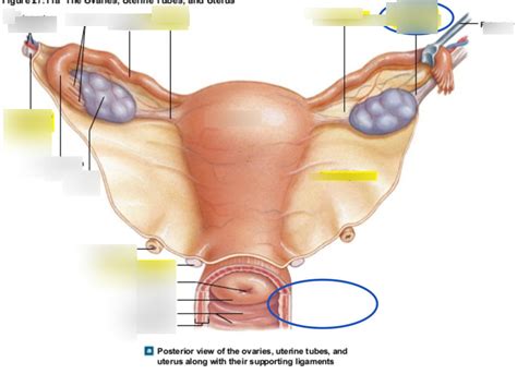 pelvic ligaments Diagram | Quizlet