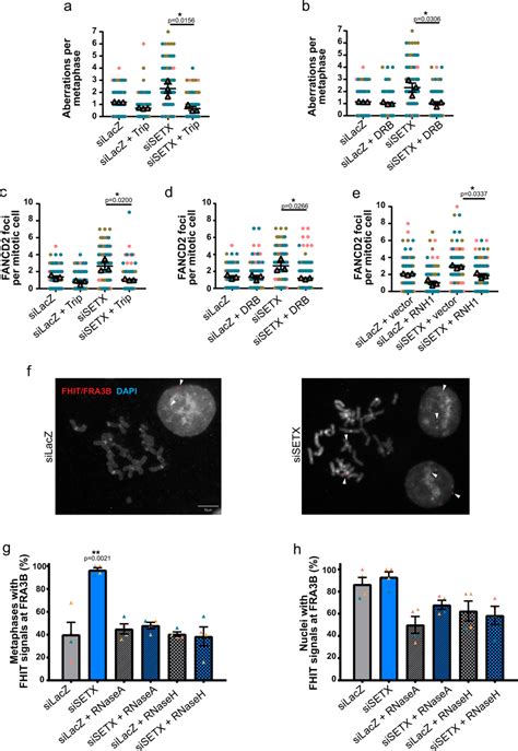 Fancd Foci In Mitotic Cells Following Setx Depletion Are Dependent On