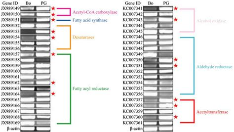 Rt Pcr Results Showing The Relative Expression Of The A Ipsilon