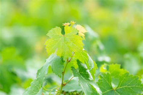 Vine Leaves, or Grape Leave Stock Image - Image of leaf, green: 192501885