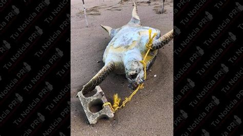 Encuentran una tortuga marina muerta y atada a un bloque en playa de Rincón