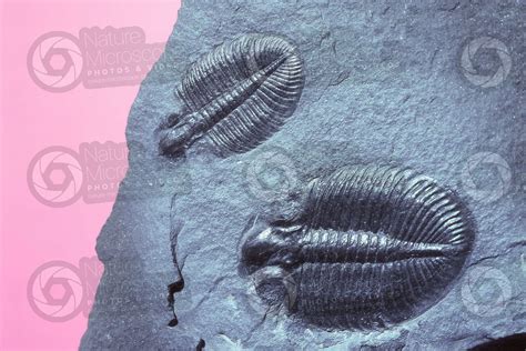 Trilobita. Trilobite. Fossil. Devonian - Trilobita (Trilobites ...