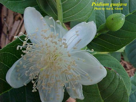 Psidium Guajava Flower