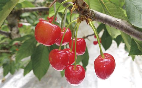 《先行予約》【山形の極み】さくらんぼ佐藤錦 600g ダイヤパック詰 F2y 5181 山形県｜ふるさとチョイス ふるさと納税サイト