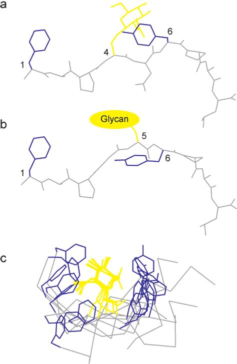 Conformational analysis of MHC binding glycopeptides. Crystallographic... | Download Scientific ...