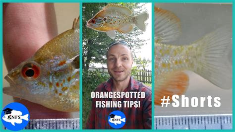 How To Catch Orangespotted Sunfish Shorts Lepomis Humilis YouTube