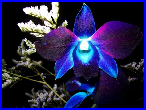 Blue and Purple Orchids Wallpapers on WallpaperDog