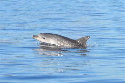 A Half Day Dolphin Spotting Cruise In A Rubber Dinghy Sardinia