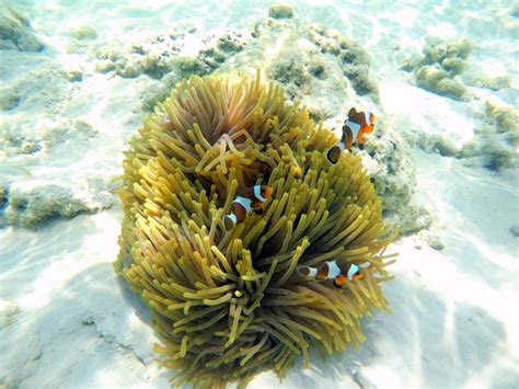 Pez Payaso Con Anémonas De Mar Bajo El Mar Islas Surin Tailandia