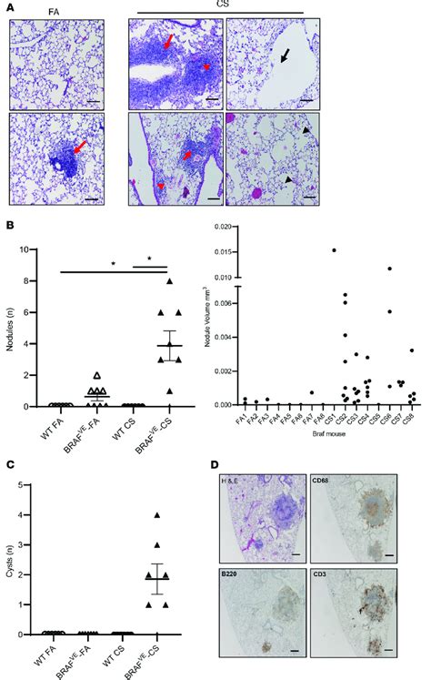 Exposure Of Mice With BRAF V600E Expression In CD11c DCs To CVS