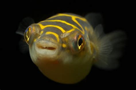 Popular Freshwater & Brackish Puffer Fish Types (with Pictures)