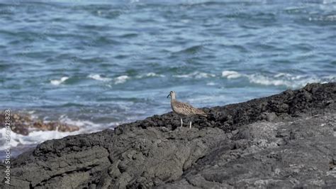 A Whimbrel Numenius Phaeopus A Wading Bird With Long Curved Beak