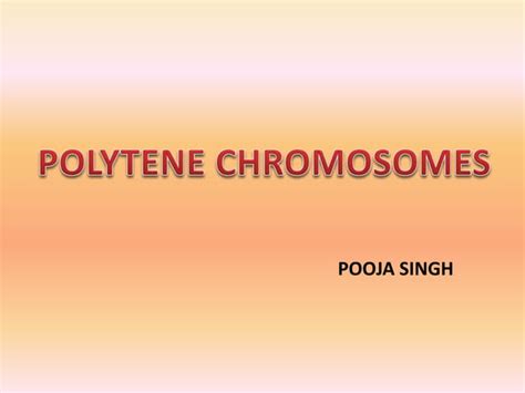 Polytene Chromosomes Ppt