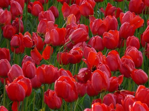 Imagen gratis tulipán naturaleza jardín hoja flora tulipán campo