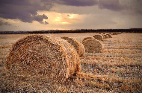 Sunlight Landscape Fall Sunset Sea Nature Grass Field Morning