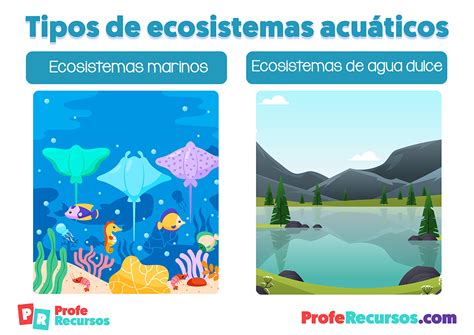 Los Ecosistemas Acuáticos Ciencias Naturales Recursos Educativos