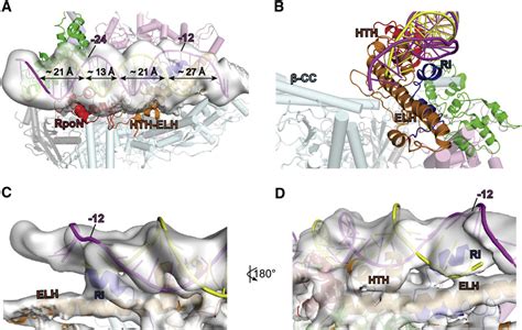 DNA Distortions And Interactions With S 54 RI And HTH In RPc A