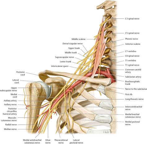 Neurovascular Systems: Forms and Relations | Basicmedical Key