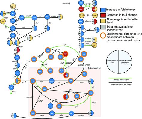 Metabolic Network The Network Of Pancreatic Beta Cell Central