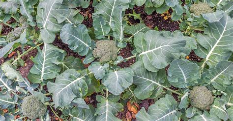 The 10 Best Broccoli Varieties to Grow at Home | Gardeners Path