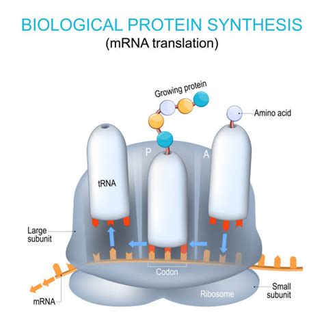 120+ Mrna Translation Stock Illustrations, Royalty-Free Vector Graphics ...