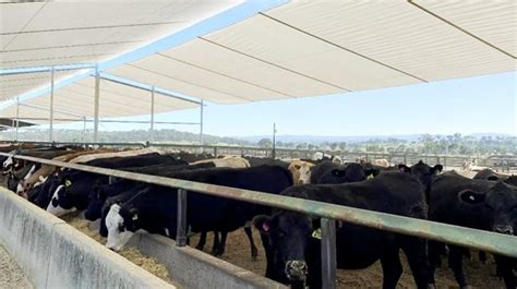 Testing Two Tiered Shade In Southern Feedlots Beef Central