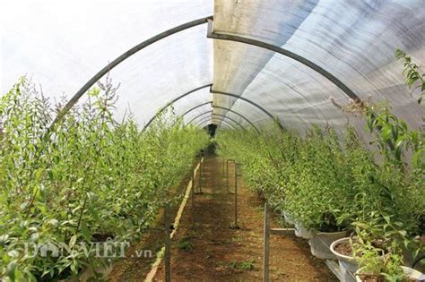 Hot girl Đà Lạt trồng cây lạ có bao nhiêu lái khuân sạch bấy nhiêu