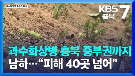 과수화상병 충북 중부권까지 남하“피해 농가 40곳 넘어” Kbs 20230605 Youtube