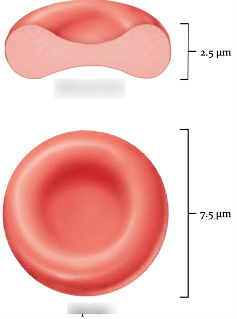 Figure 17 3 Structure Of Erythrocytes Red Blood Cells Diagram Quizlet