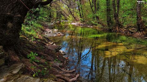 Trees Forest Roots Stones Viewes River Beautiful Views