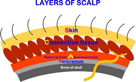 MED4ME: Scalp layers