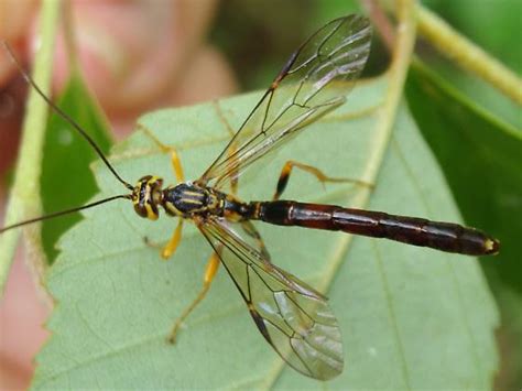 Large Ichneumon Megarhyssa Atrata Bugguide Net