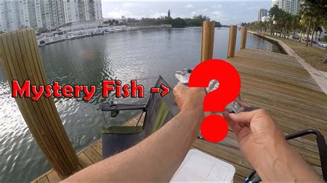 Species Fishing Salty Miami Canal Fishing Part 2 YouTube